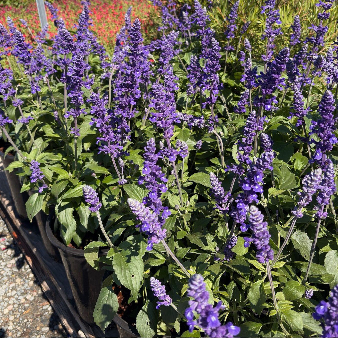 Mystic Spires Blue Sage