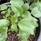 Close-up of a potted Mystic Spires Blue Salvia with green leaves and brown mulch.