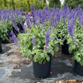 Row of potted Mystic Spires Blue Salvia with purple flowers and green leaves on a black plastic sheet.
