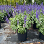 Row of potted Mystic Spires Blue Salvia with purple flowers and green leaves on a black plastic sheet.