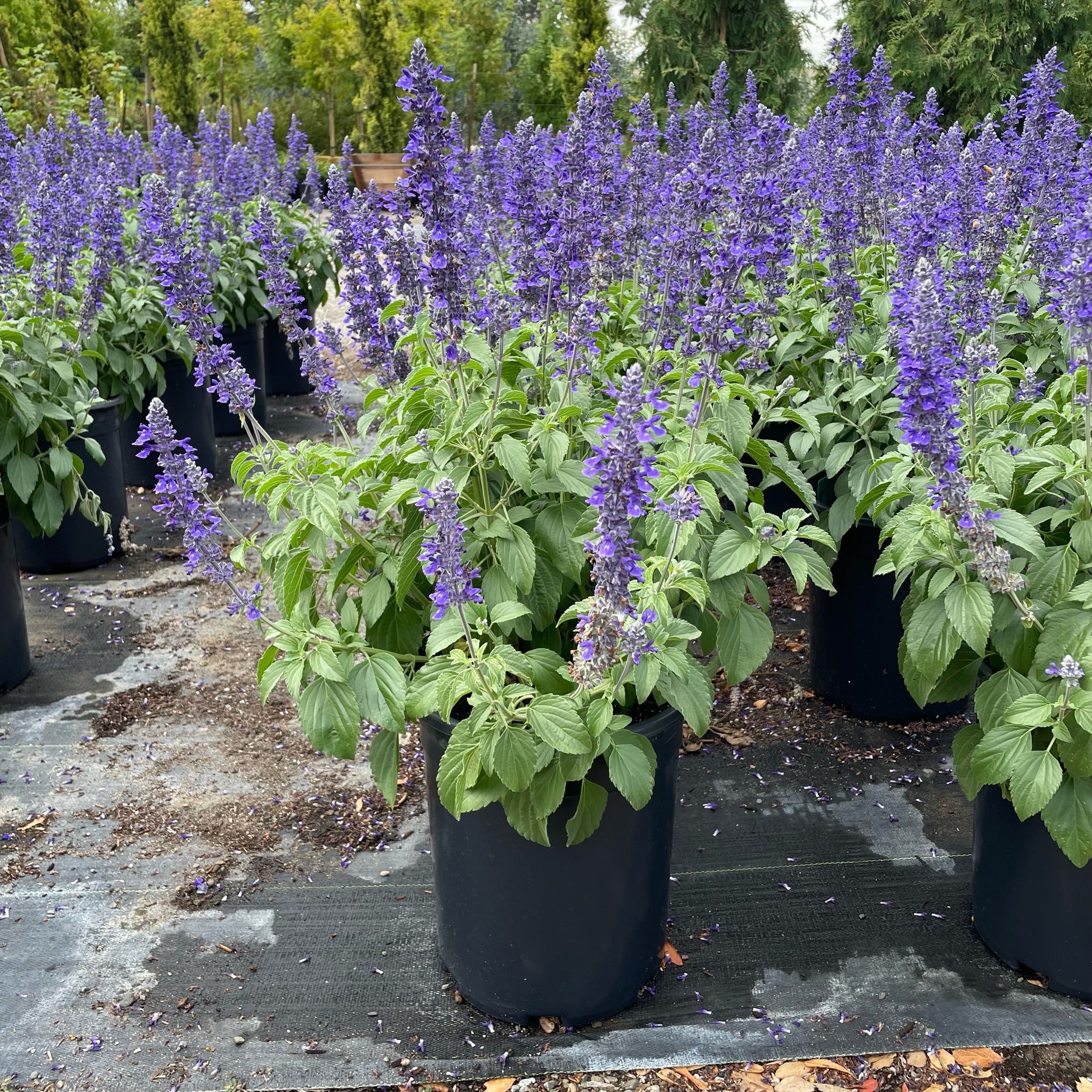 Row of potted Mystic Spires Blue Salvia with purple flowers and green leaves on a black plastic sheet.