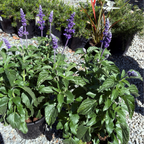 Purple flowering Mystic Spires Blue Salvia with green leaves on a gravel surface