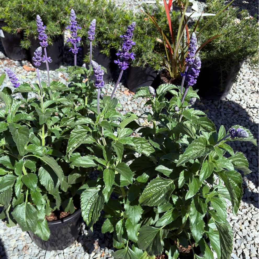 Purple flowering Mystic Spires Blue Salvia with green leaves on a gravel surface