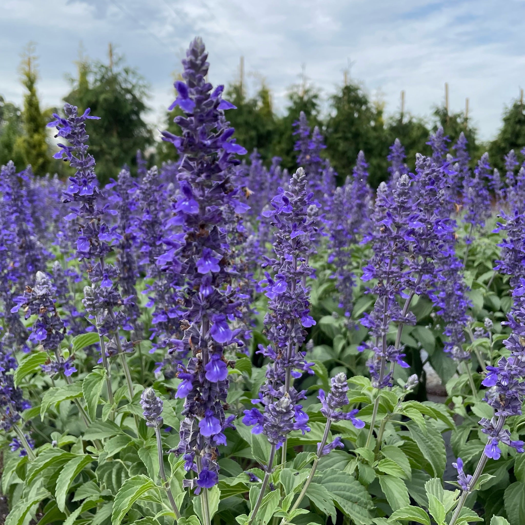 Mystic Spires Blue Salvia with green leaves against a blue sky