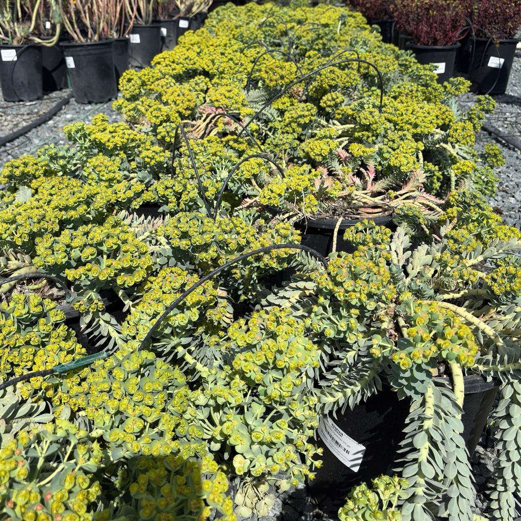 Potted Myttle Spurge plants with yellow flowers and green leaves in a garden setting.