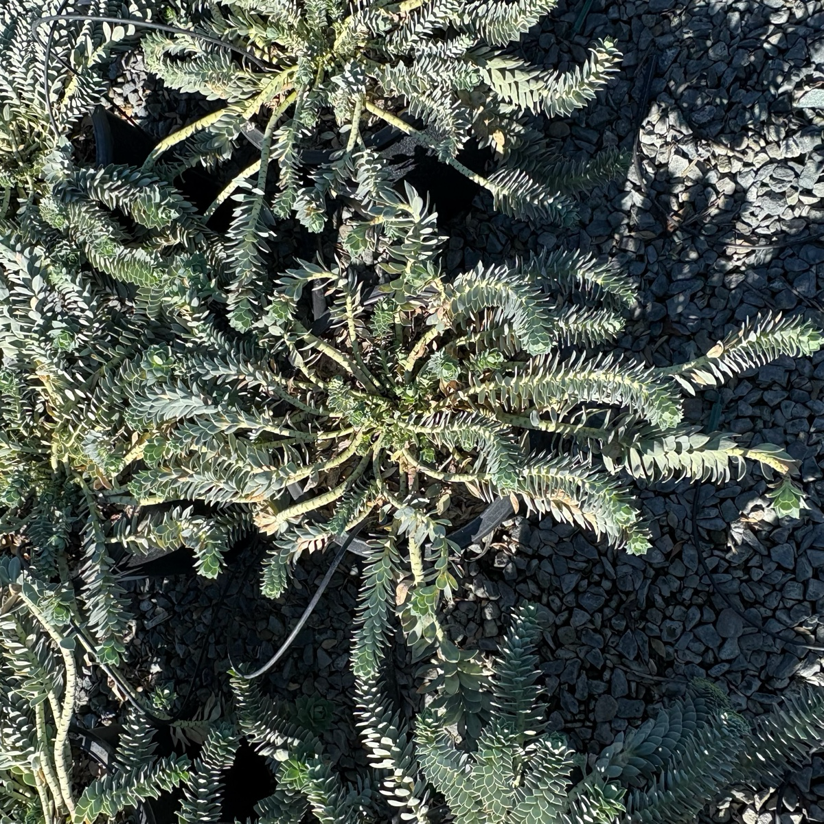 Close-up of a Myttle Spurge plant with a textured dark background