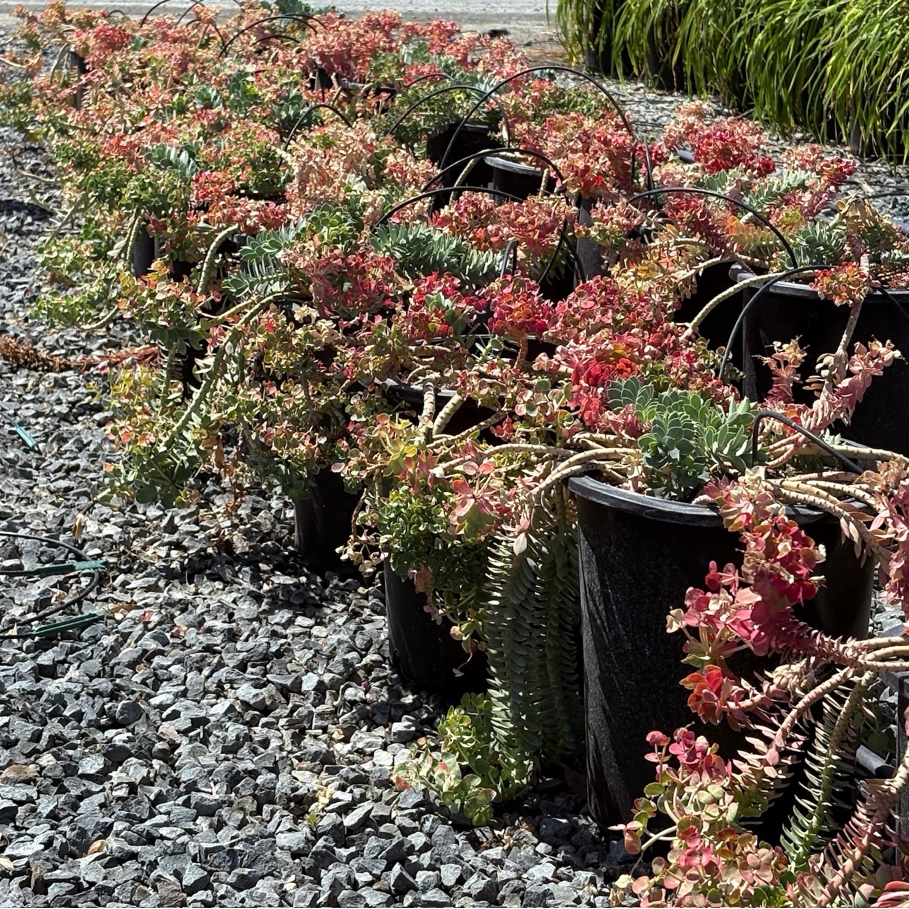 Row of potted Myttle Spurge plants in a garden setting with gravel and other plants in the background.