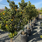 Nagami  Kumquat