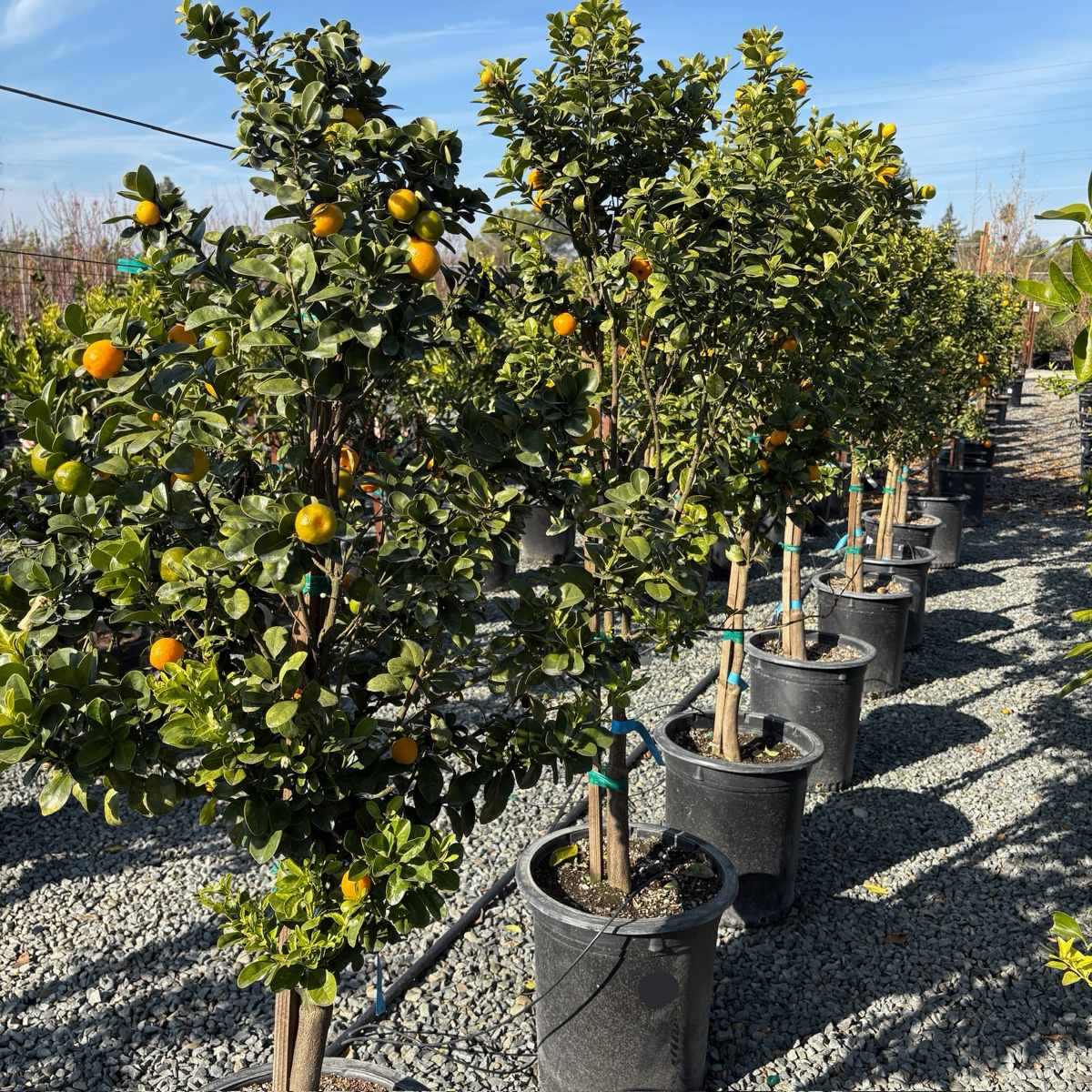 kumquat potted plant Nagami Kumquat Tree