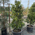 Nagami  Kumquat