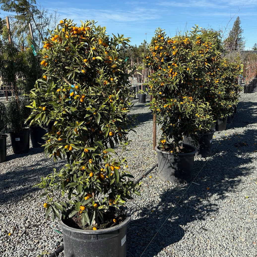 Nagami Kumquat
