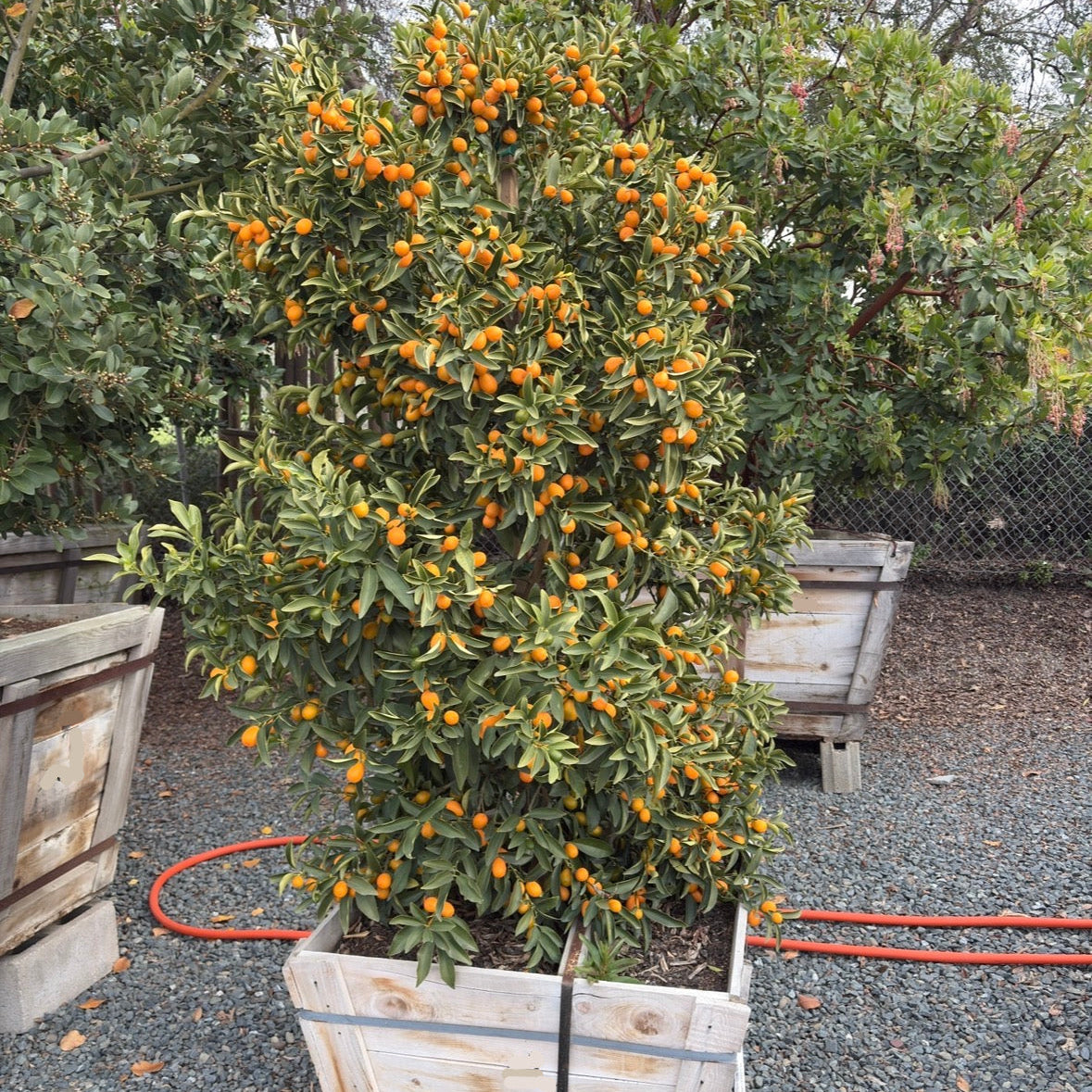 サルトレカミエ×ナカダラスト　UK8.5 Nagami Kumquat Tree | Sweet Edible Peel Citrus Plant – Victory Nursery
