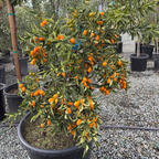 Nagami Kumquat