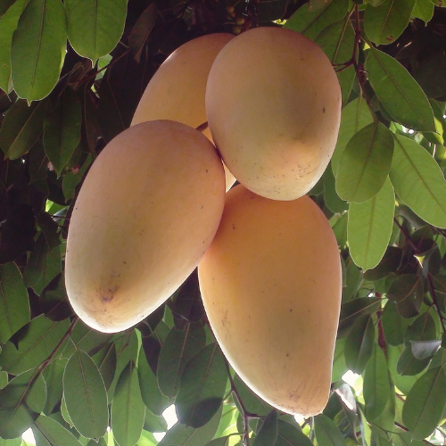 Four Nam Doc Mai Mango hanging from a tree with green leaves.