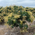 Tall Nam Doc Mai Mango trees with green leaves and yellowish flowers against a cloudy sky.