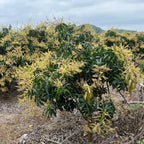 Tall Nam Doc Mai Mango trees with green leaves and yellowish flowers against a cloudy sky.