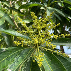 Nam Doc Mai Mango tree with green leaves and small yellow flowers