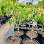 Row of young potted Nam Doc Mai Mango trees in a nursery setting