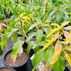 Young Nam Doc Mai Mango trees with yellowing leaves in pots, likely in Victory nursery