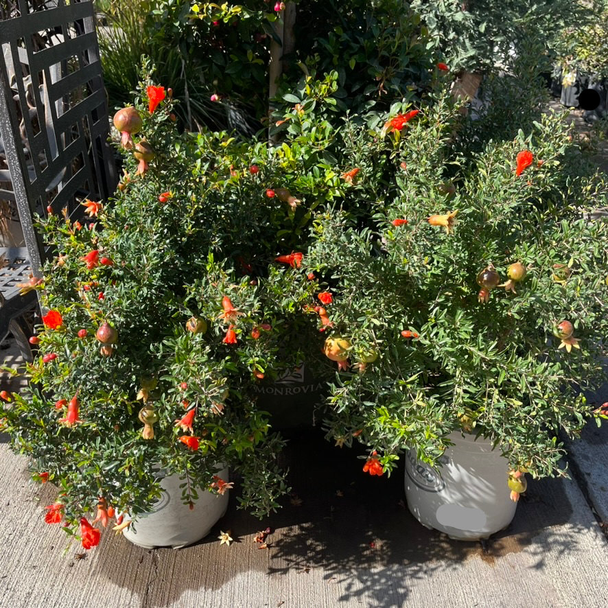 Nana Dwarf Pomegranate