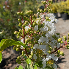 Natchez Crape Myrtle