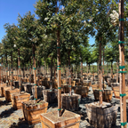 Natchez Crape Myrtle 