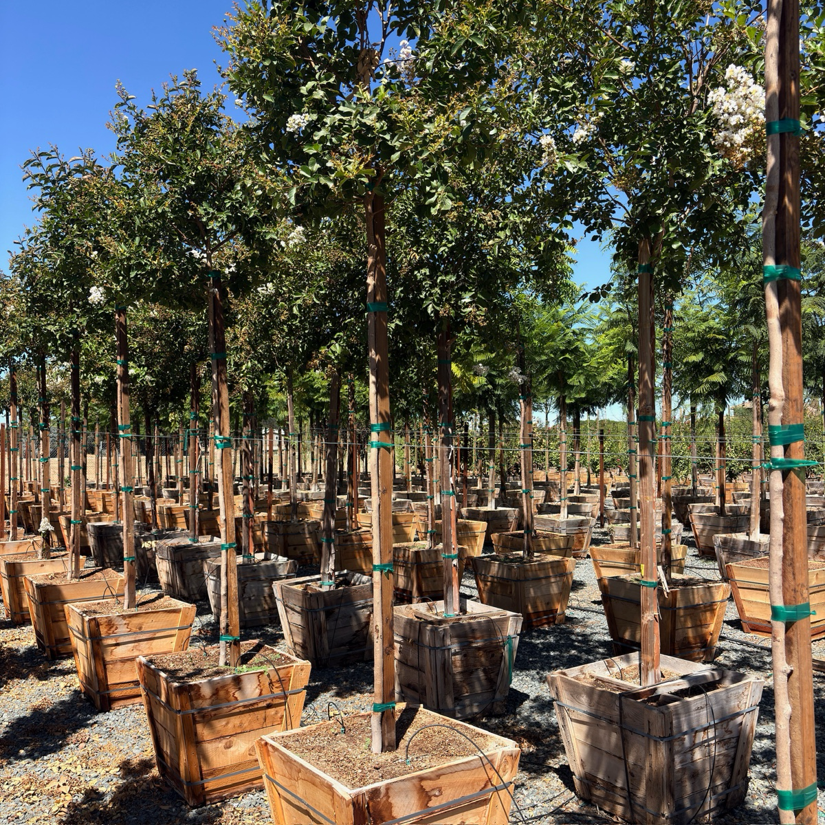 Natchez Crape Myrtle 