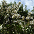 Natchez Crape Myrtle 