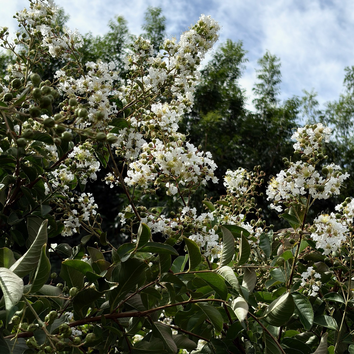 Natchez Crape Myrtle 