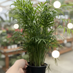 Potted Neanthe Bella plant held in a greenhouse setting with other plants and tables in the background
