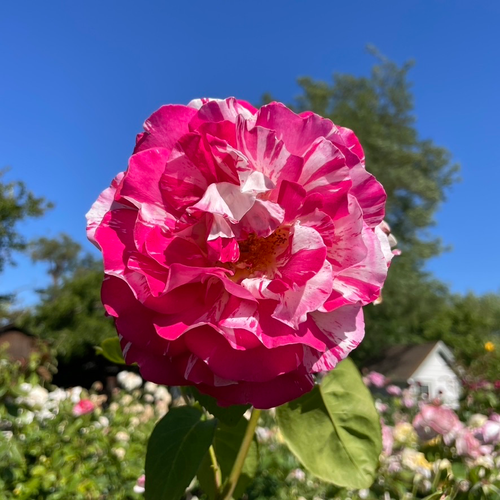Neil Diamond Hybrid Tea Rose | Deep Pink Fragrant Blooms – Victory