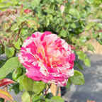 Neil Diamond Hybrid Tea Rose