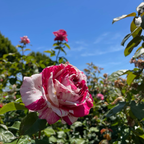 Neil Diamond Hybrid Tea Rose