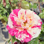 Neil Diamond Hybrid Tea Rose