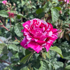 Neil Diamond Hybrid Tea Rose