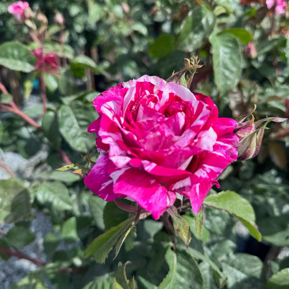 Neil Diamond Hybrid Tea Rose