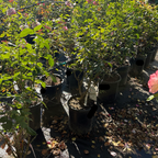 Neil Diamond Hybrid Tea Rose