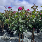 Neil Diamond Rose