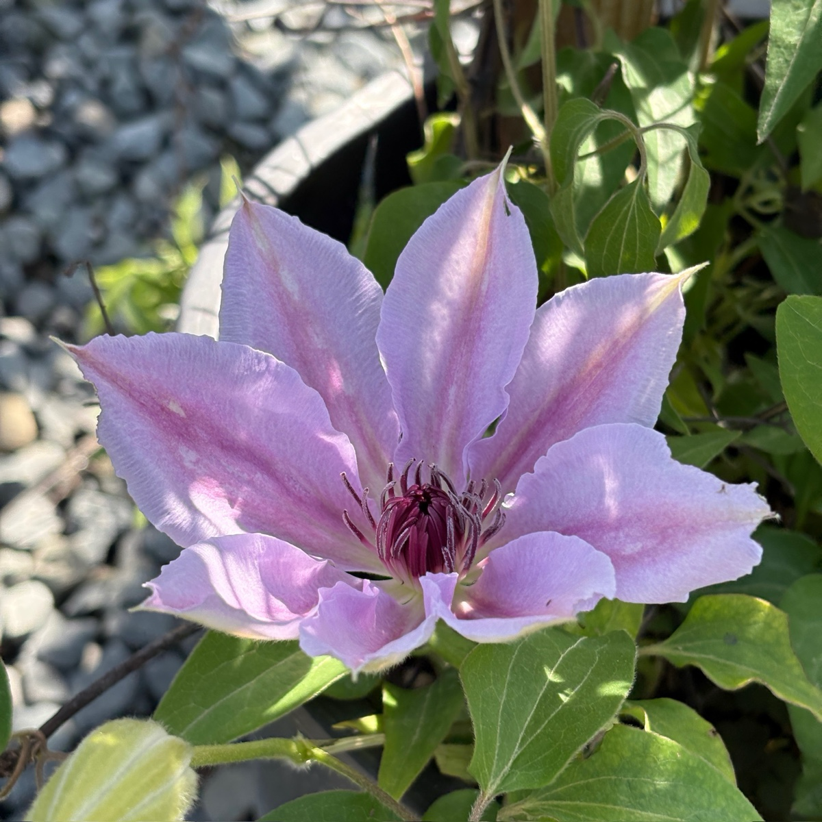 Nelly Moser Clematis flower with green leaves on a natural background