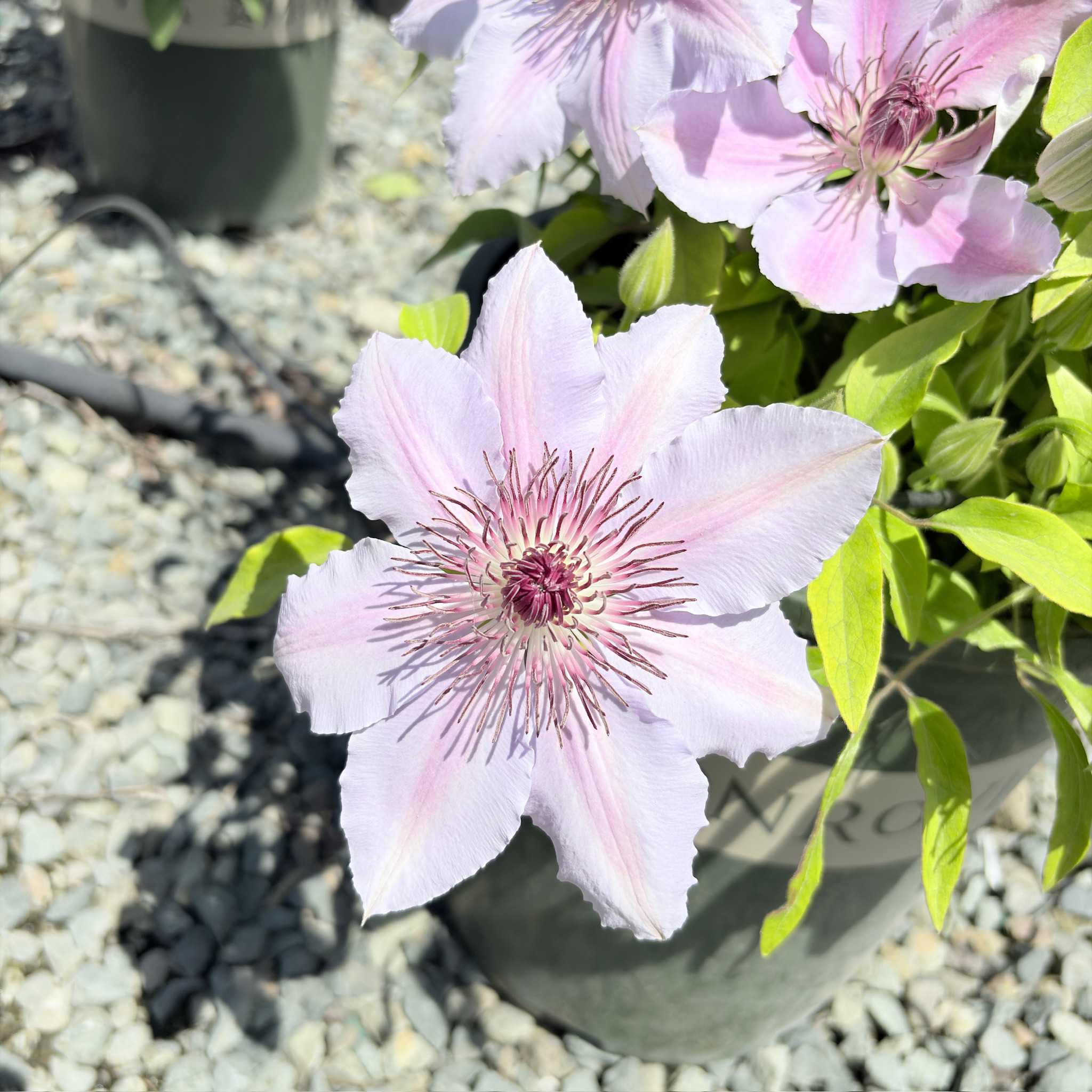 Nelly Moser Clematis flower in a pot with gravelly ground and plants in the background