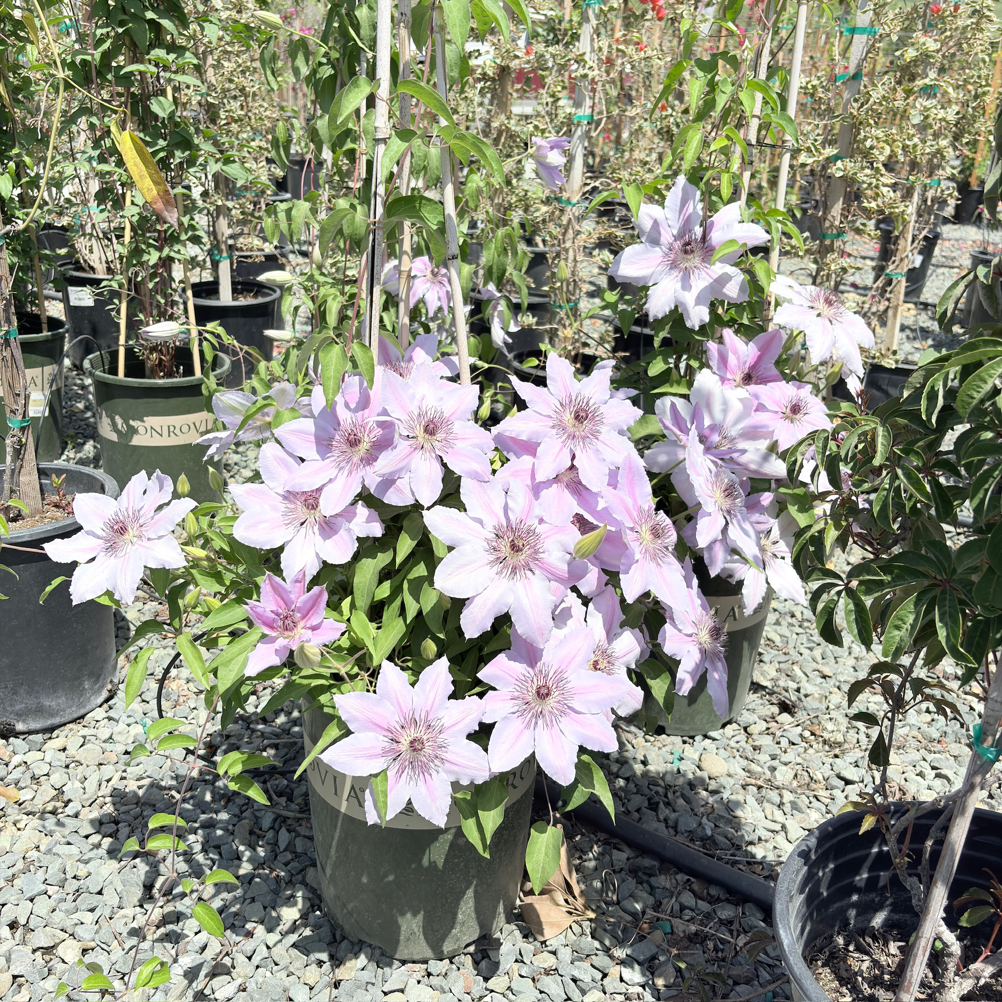 Potted Nelly Moser Clematis plant with pink flowers in a garden setting