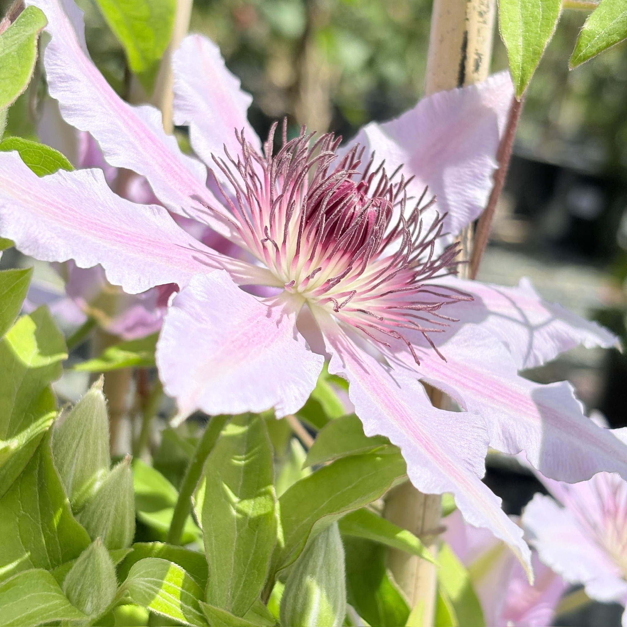 Close-up of Nelly Moser Clematis flower with green leaves in the background