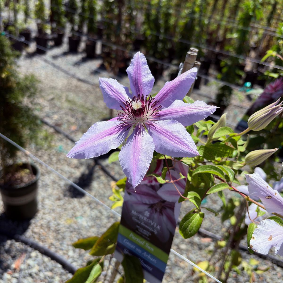 Nelly Moser Clematis flower with green leaves in a garden setting