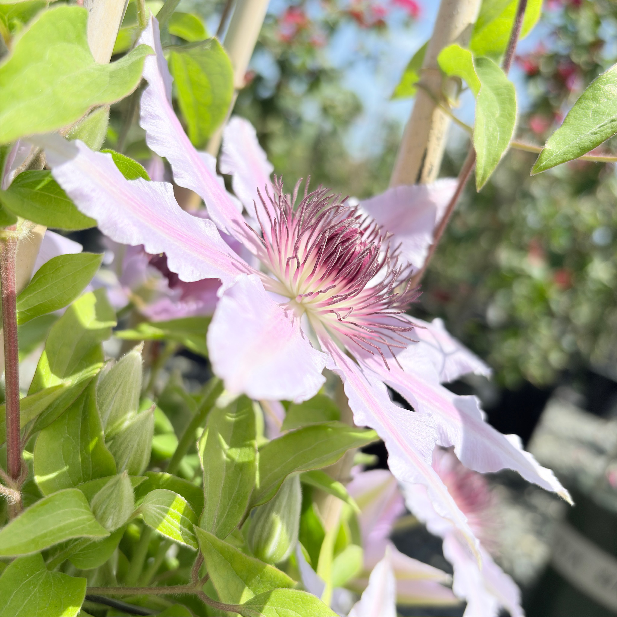 Close-up of Nelly Moser Clematis flower with green leaves in the background
