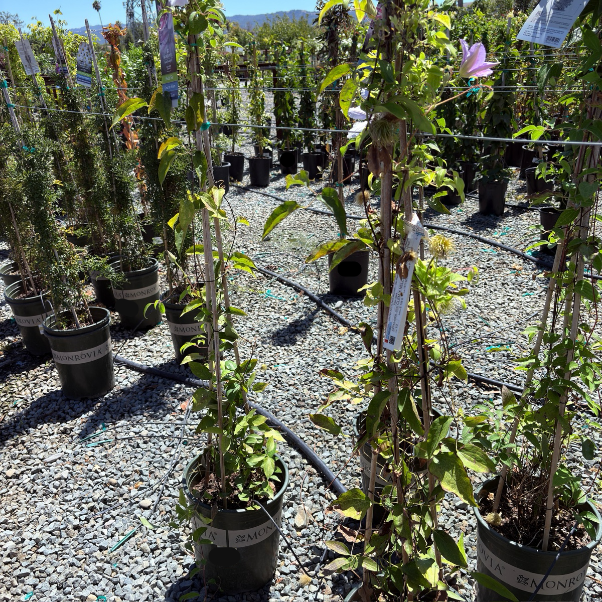 potted clematis plants Nelly Moser Clematis
