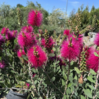 Neon Pink Bottle Pop Bottlebrush