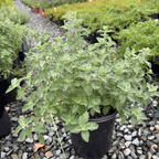 Nepeta 'Dropmore'