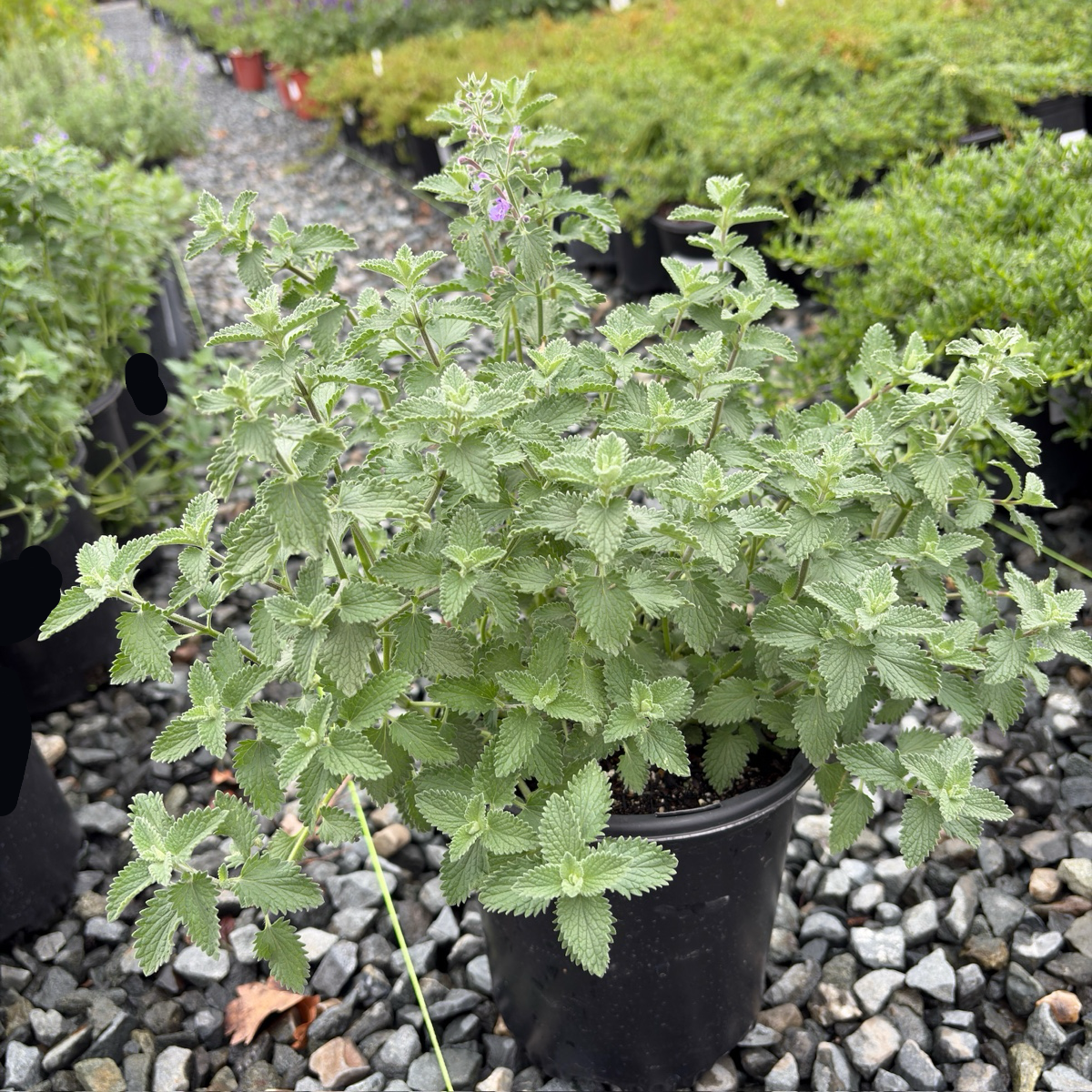 Nepeta 'Dropmore'