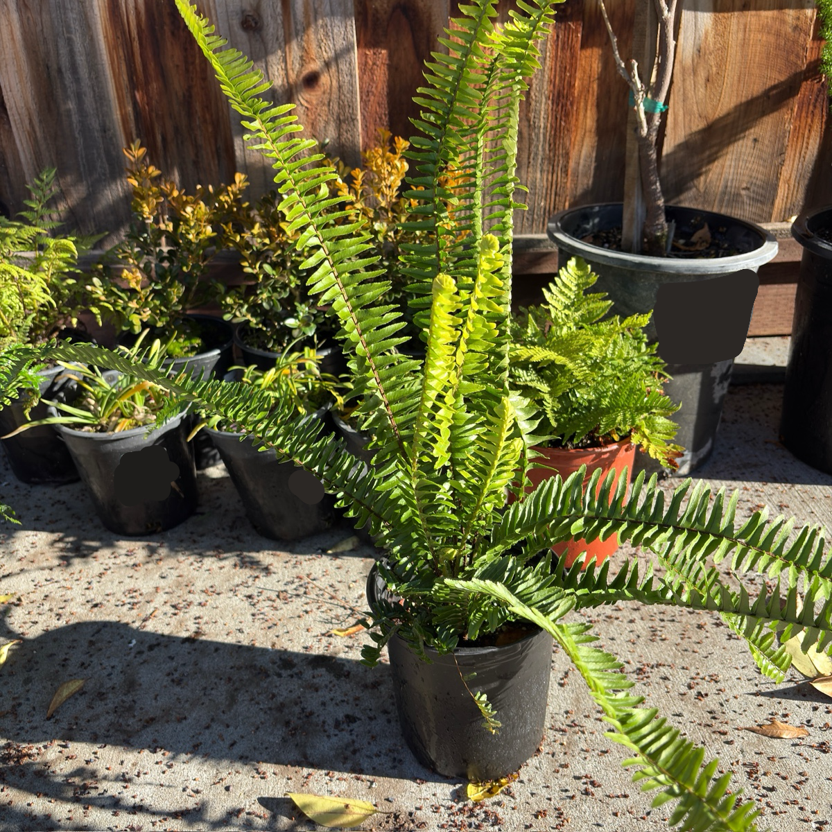 Nephrolepis cordifolia