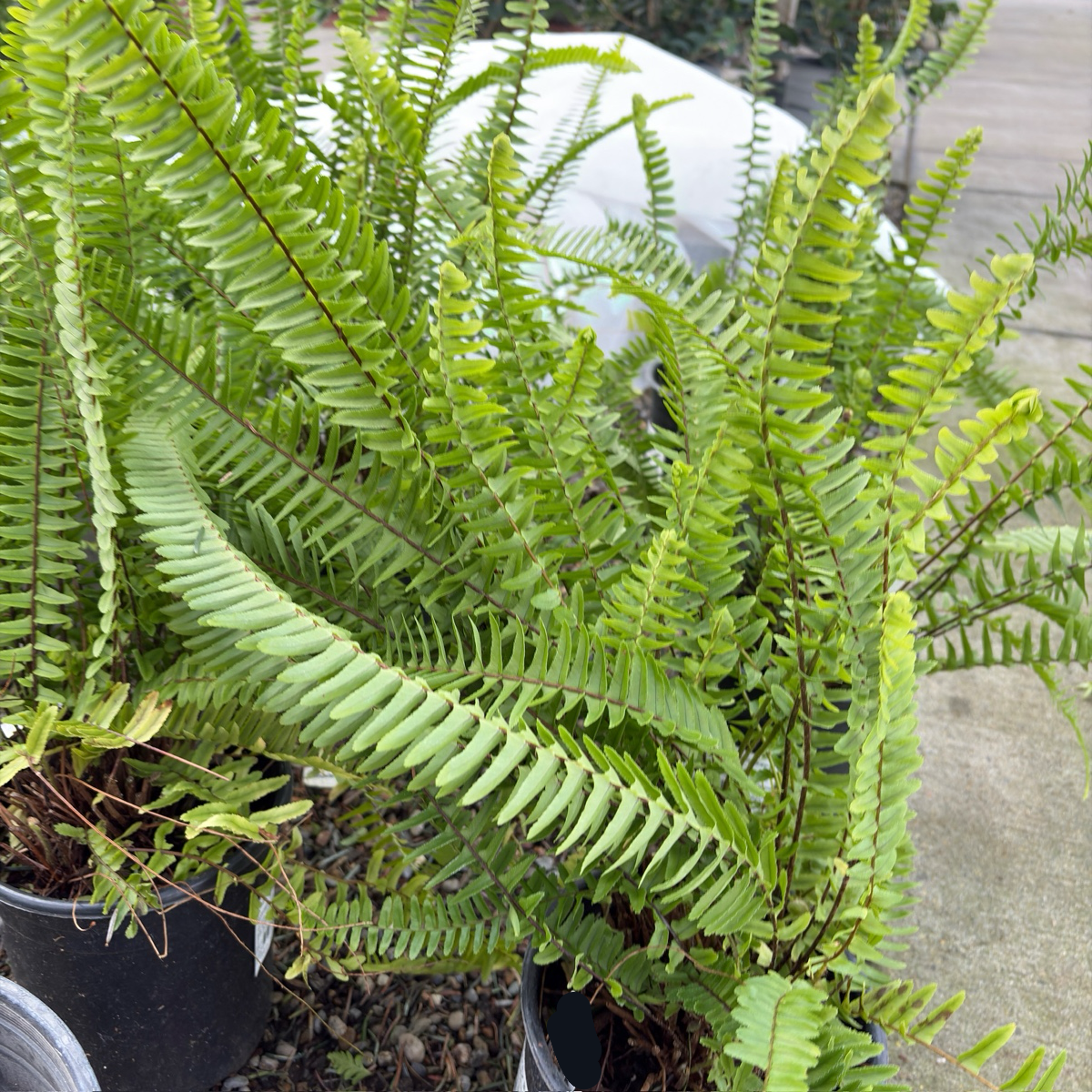 Nephrolepis cordifolia